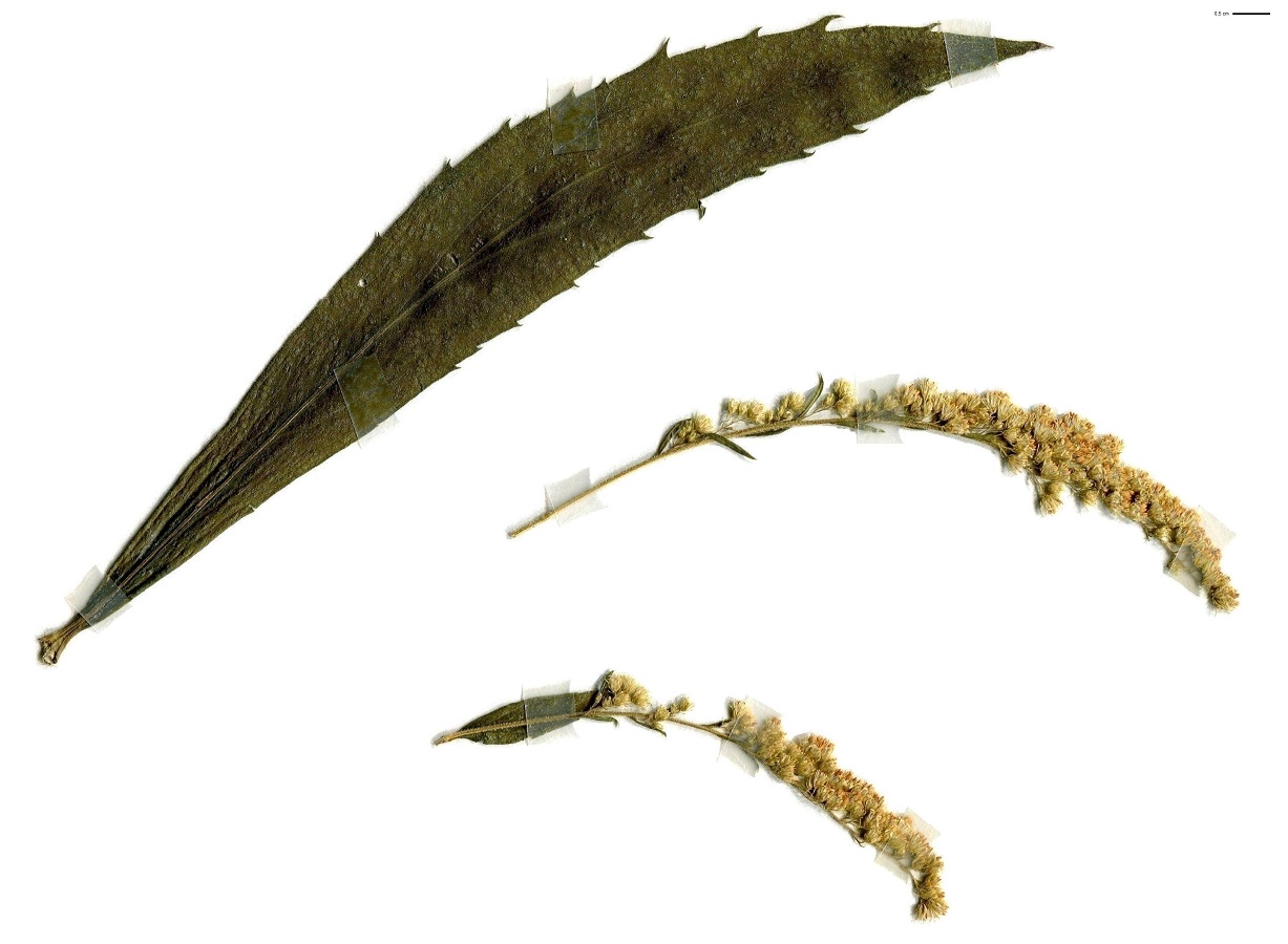Solidago canadensis (Asteraceae)